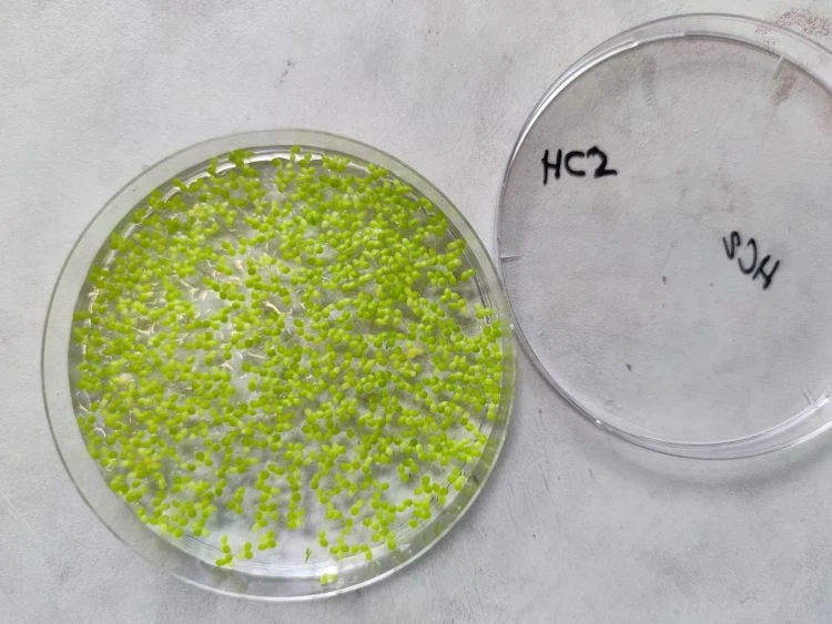 Mars Plant Growth from Cyanobacteria-Based Fertilizer